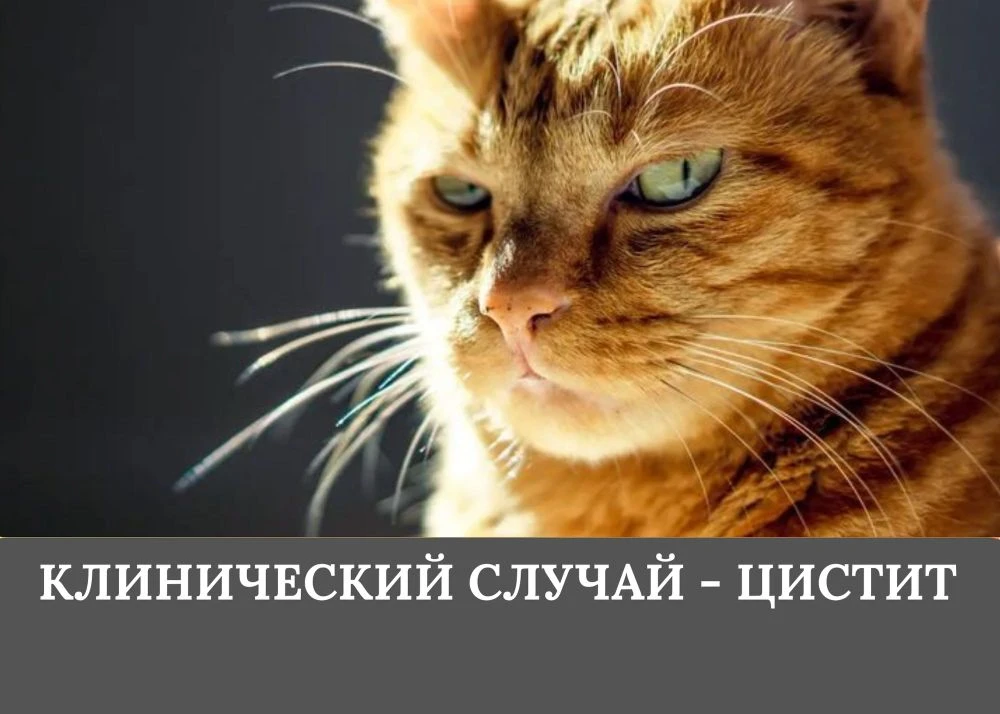 Цистит у котов — это воспаление мочевого пузыря, которое причиняет животному сильную бо...