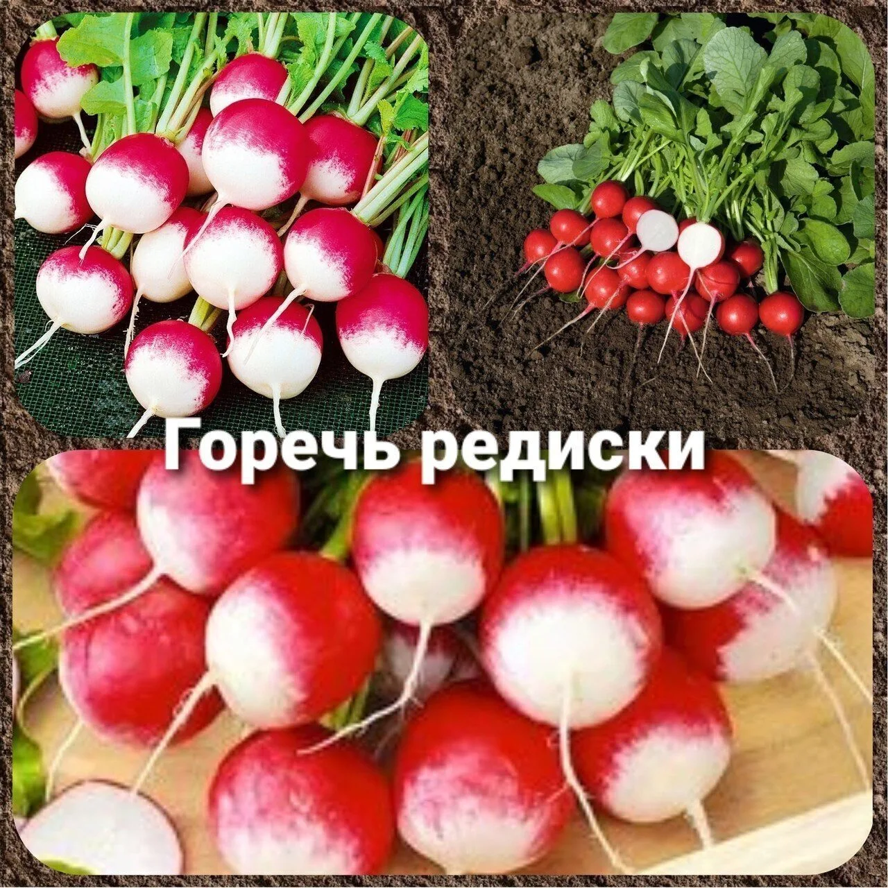 ​Чтобы урожай редиса был сладким и сочным, следует выполнять два простых правила: