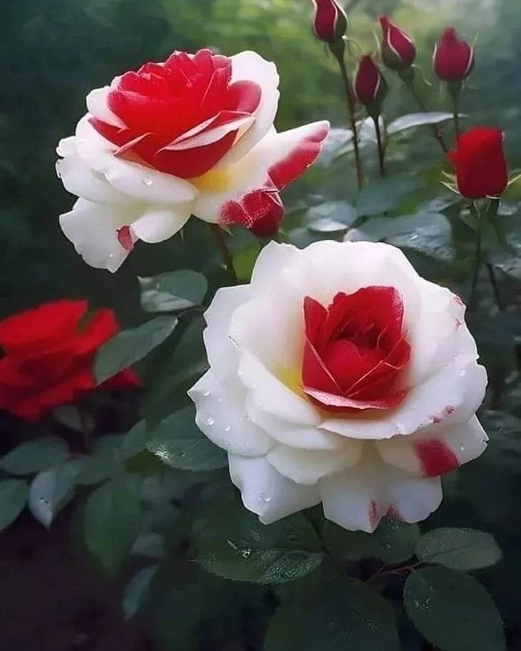 Роза чайно-гибридная Императрица Фарах🌹