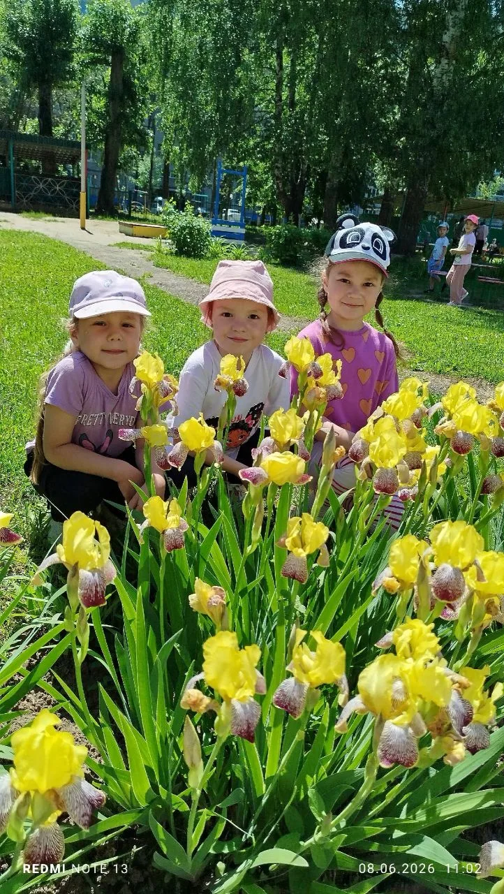 Когда в саду цветет ирис …..
С природой дошкольники знакомятся преимущественно во время прогулок. За