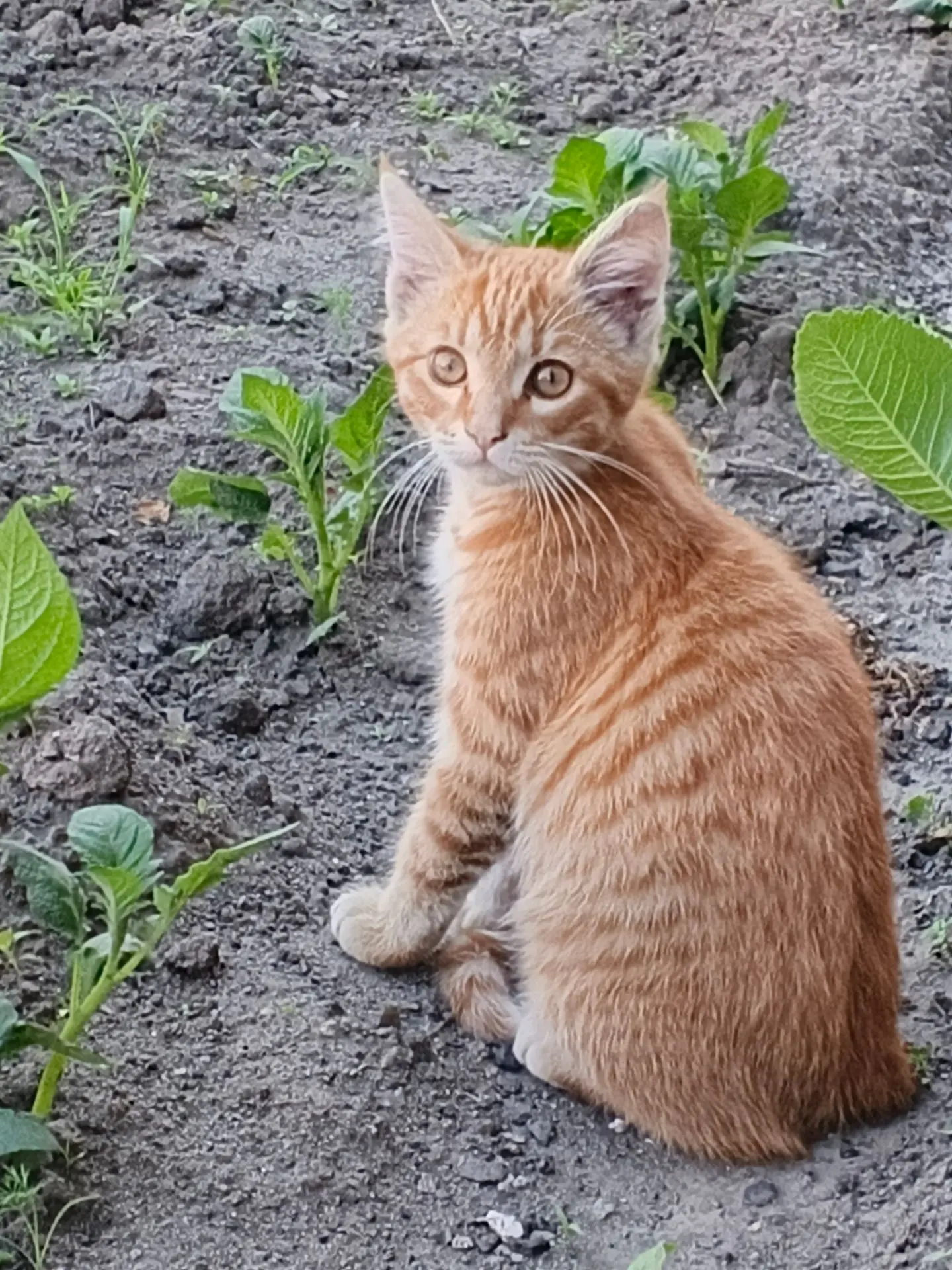 Опубликуйте пожалуйста. Потерялся котик, 3 месяца, зовут Марсик. Помесь  мейн-куна. Дочь очень переж