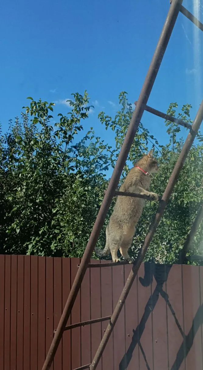 Наша кошка, как человек паук, по лестницам скачет на раз-два.