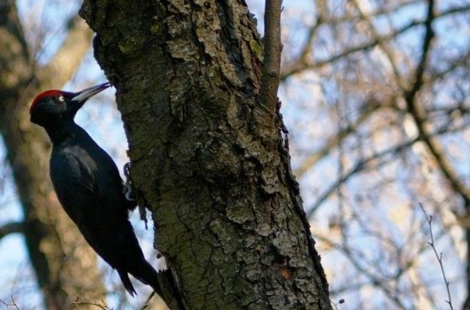🐦‍⬛В природном парке «Нижнехоперский» нашли новый участок редкого черного дятла