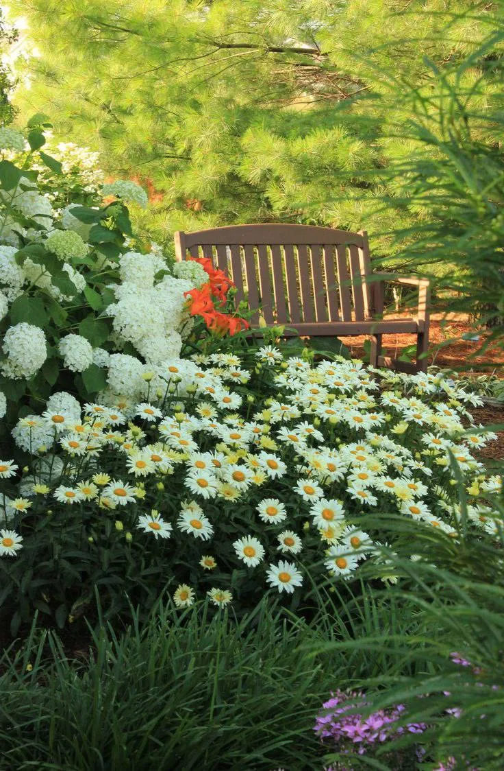 Ромашки на даче 🌼