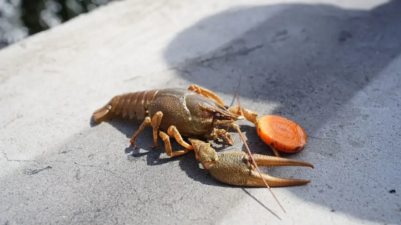 Речные раки «работают» на Нижегородской станции аэрации? 🦞

На НСА запустили необычный эксперимент 