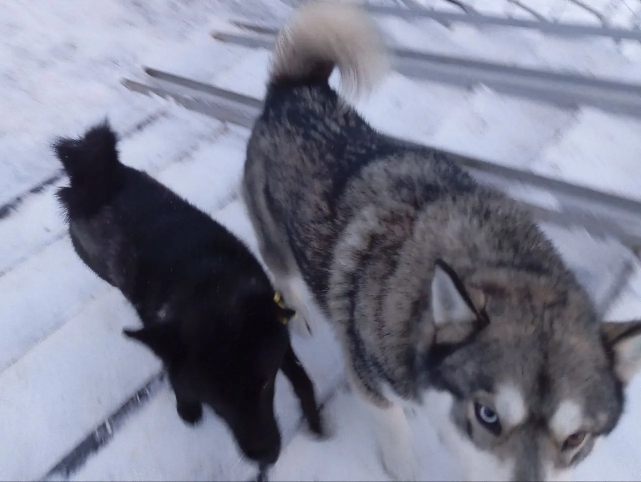 БЕЗДОМНЫЕ СОБАКИ : СКРЫТАЯ УГРОЗА🐕
