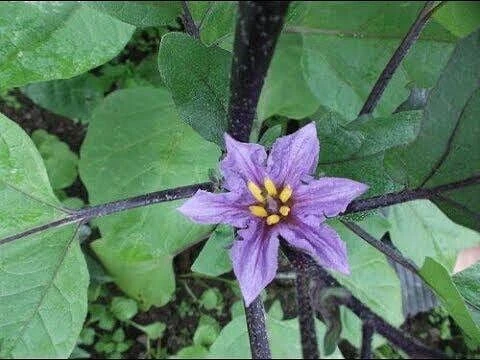 Почему баклажаны дают пустоцветы 🍆

🌱Влажность. У баклажанов тяжёлая пыльца, и если цветок намокае