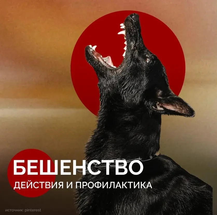 В одном из районов Бурятии у собаки обнаружили бешенство