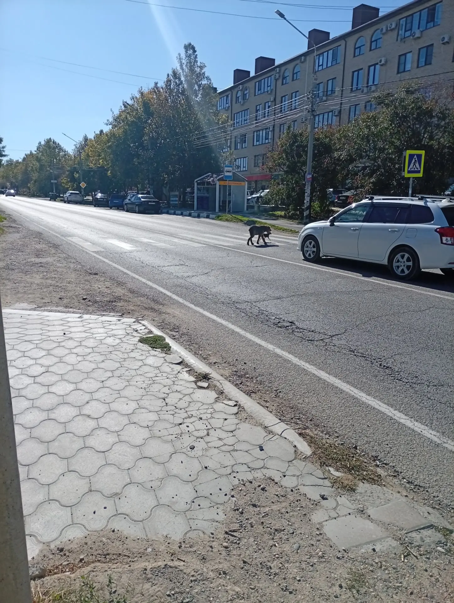 «Вот такую парочку встретила сегодня в Супсехе. Малой точно домашний. Гуляли одни без х...
