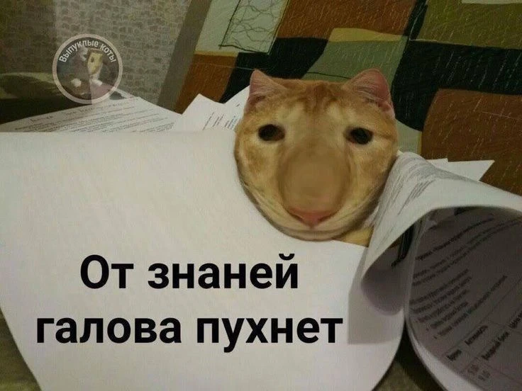 Самый треш начинается за неделю до экзамена, я вот о чем:

именно в эту ✨волшебную✨ неделю остро ощу