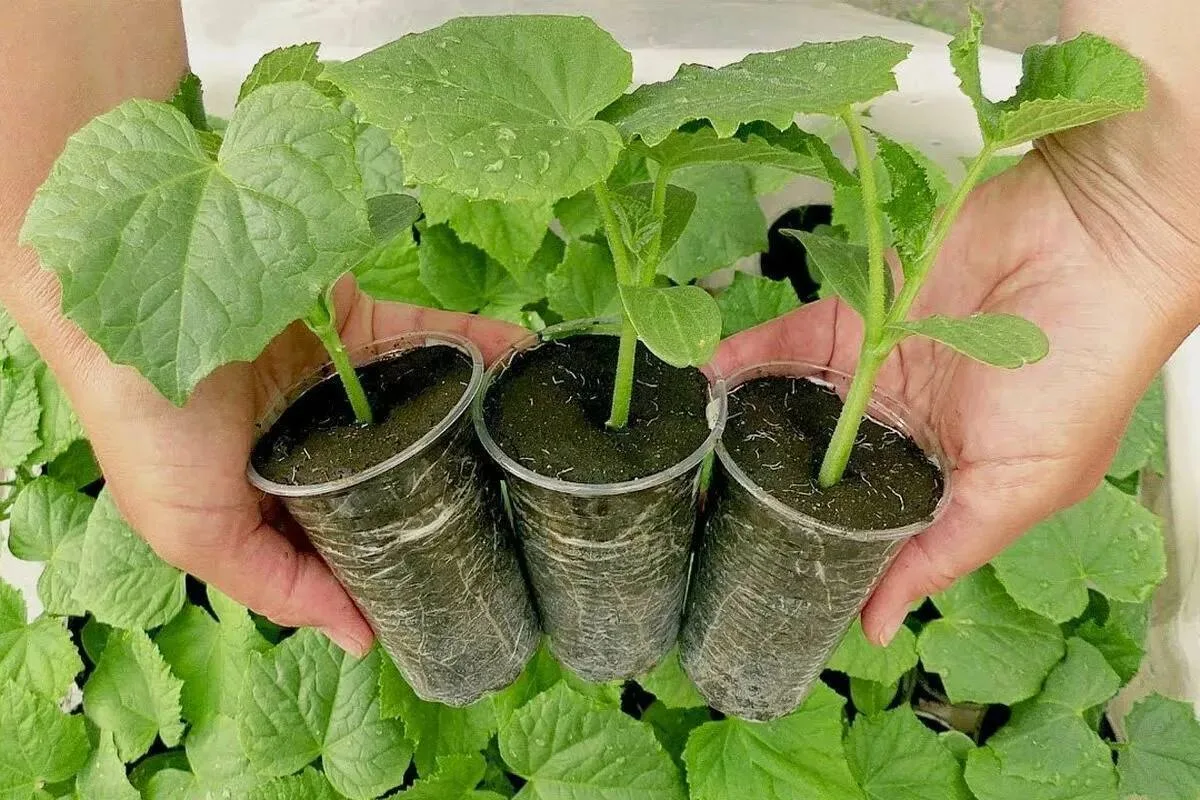Как ухаживать за огуречной рассадой?🥒

Примерно за пять суток до пересадки рассады, хорошенько прол
