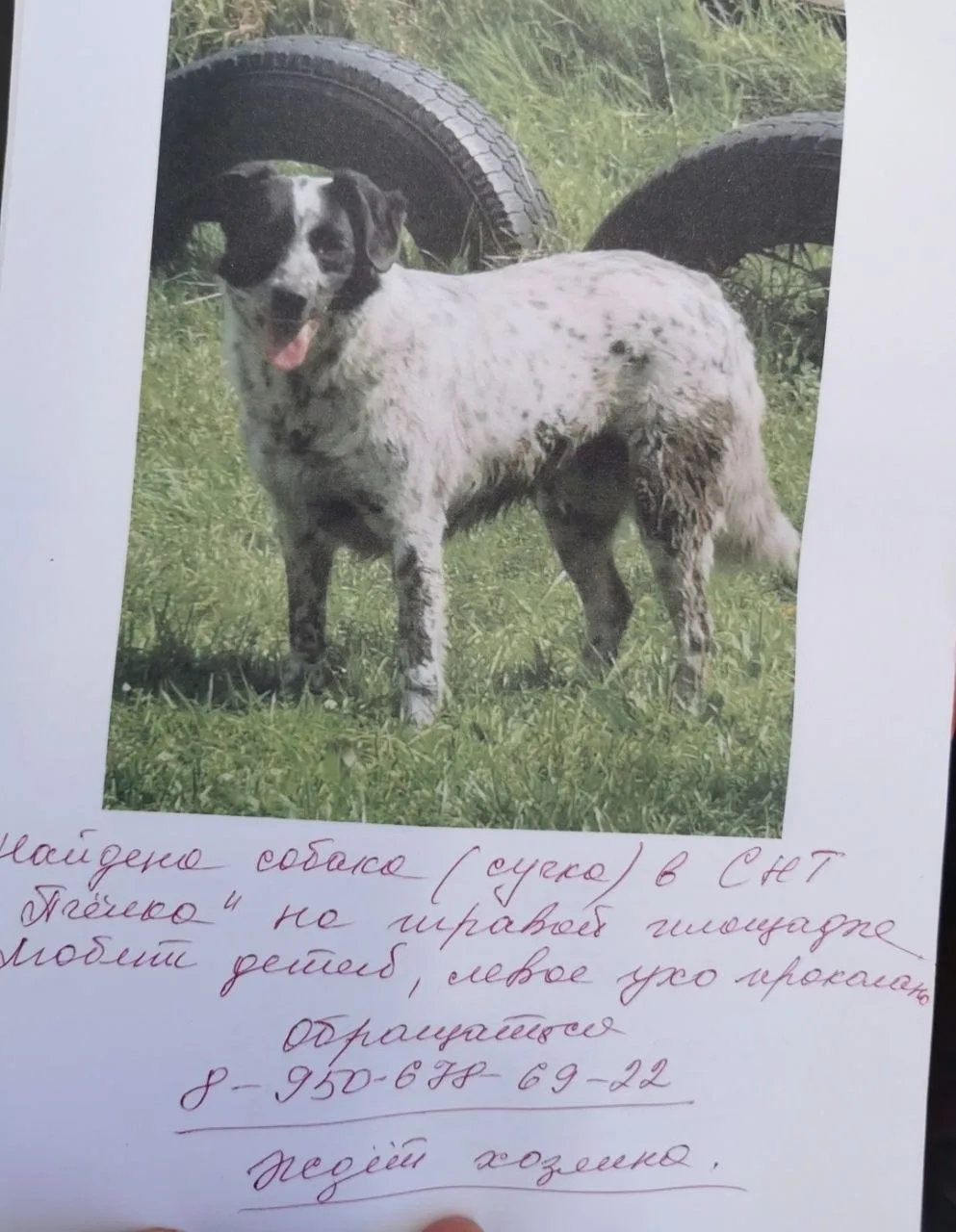 Найдена собака, п. Космодемьянского, СНТ "Пчелка", около трёх месяцев назад. Сука, види...