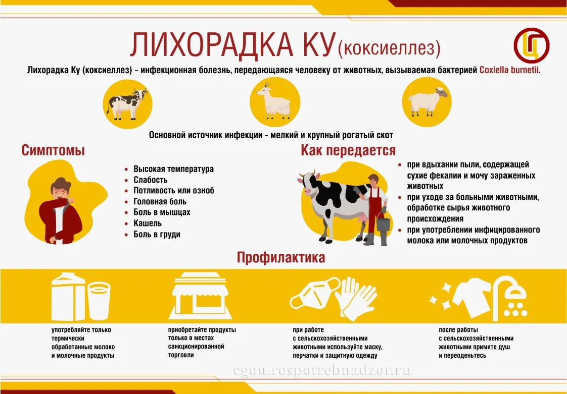 Лихорадка Ку (коксиеллез) - природно-очаговая зоонозная болезнь, протекающая с лихорадкой, поражение
