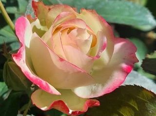 Самые частые вопросы про розы — отвечаю коротко и по делу 🌹