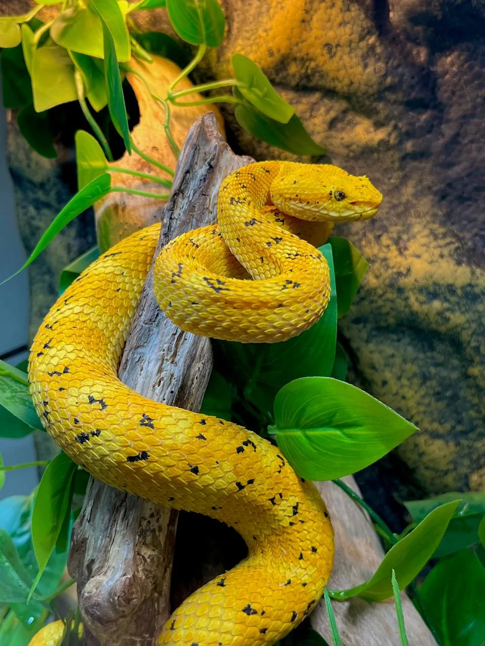 Батропс шлегеля, известная также как eyelash viper, по праву занимает особое место сред...