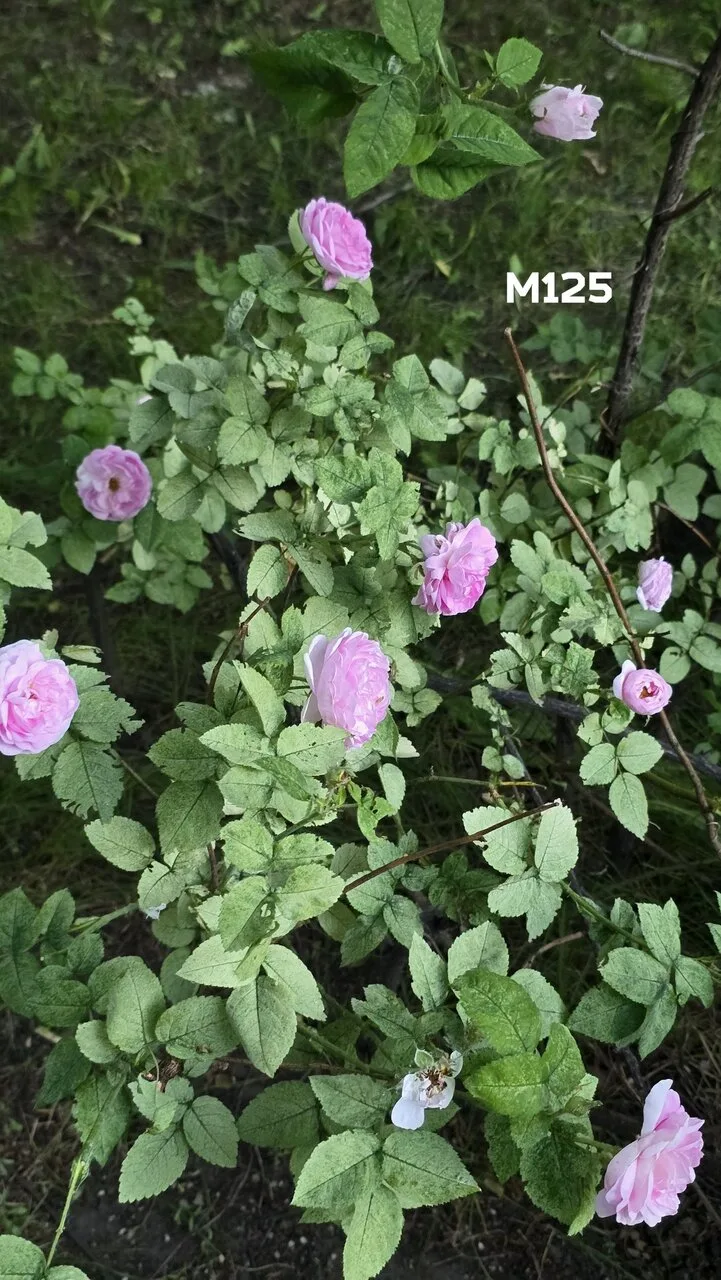 Жители делятся цветущим Жулебино 🌹

Есть тут эксперты по растениям? Это же розы?)

Вступить в чат |