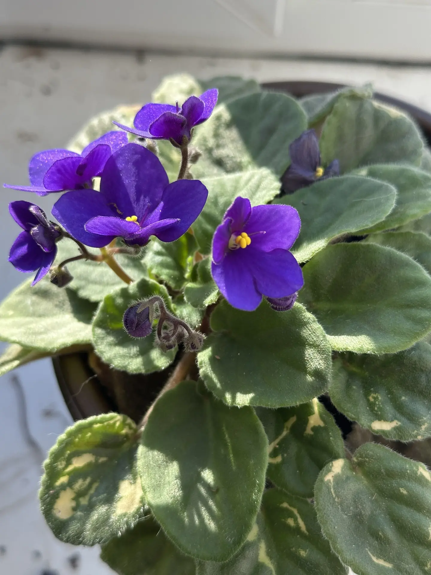На окошке тоже весна 🌺😍