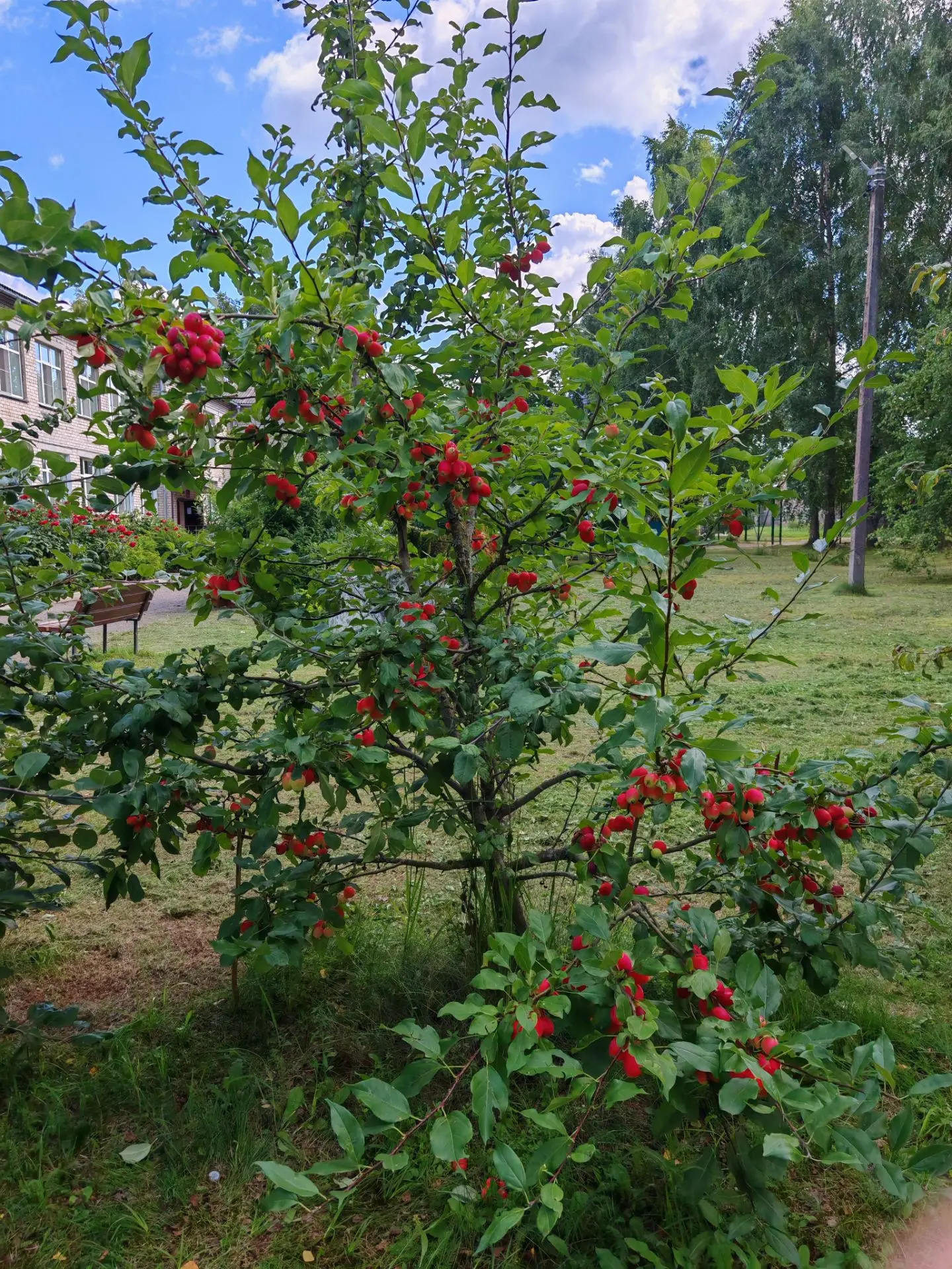 Богатый урожай — повод для радости! 🍎