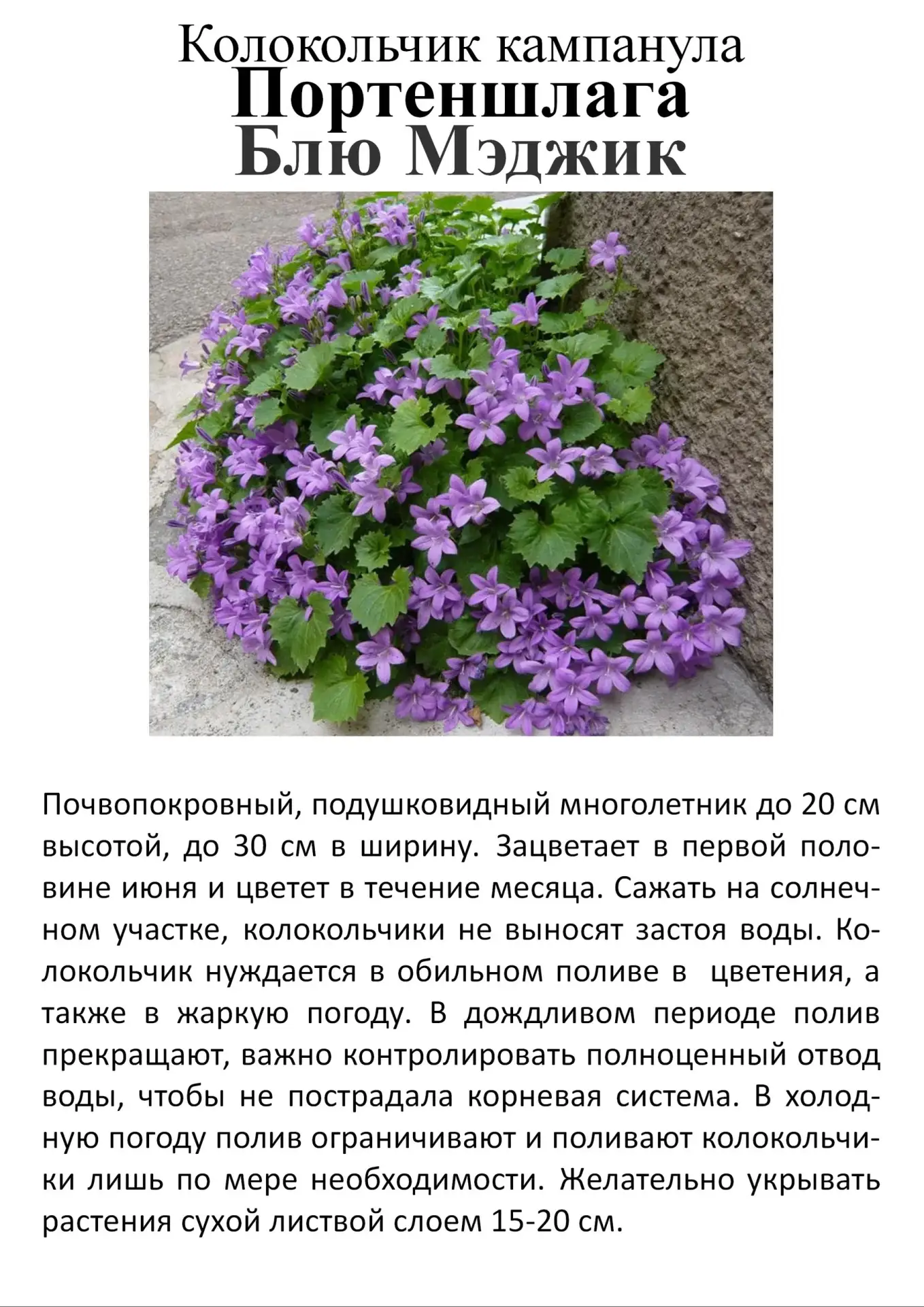 Многолетние растения в ассортименте

Питомник растений Рассада Ру
с.Ягодное, Производственный проезд