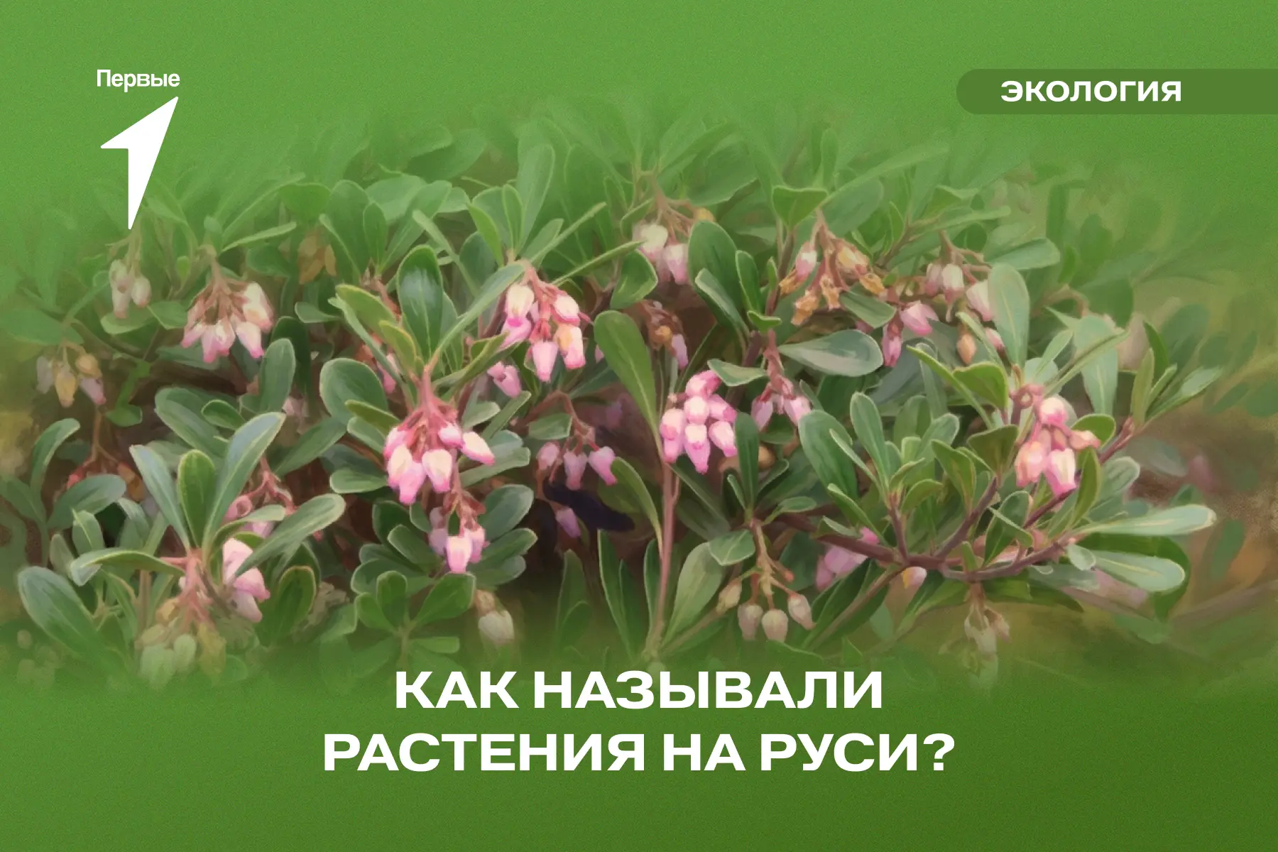 Мудрость и внимание к природе в каждом слове 📖

Русский язык — наше общее достояние, он объединяет 