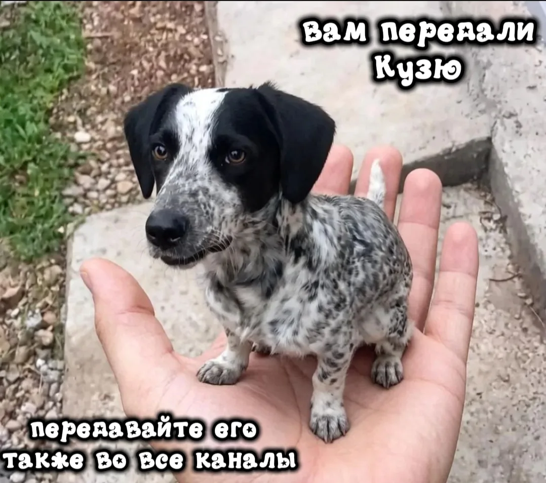 Вам передали Кузю!!!