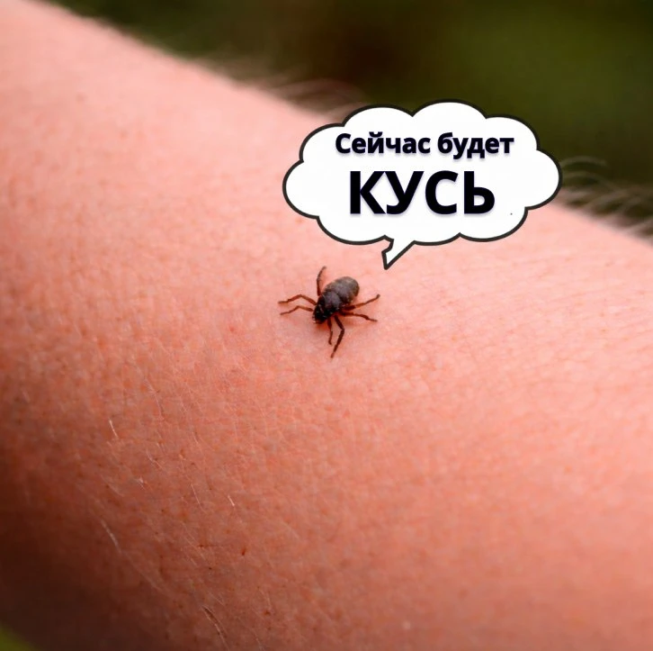 Сургут в топе по укусам клещей в Югре