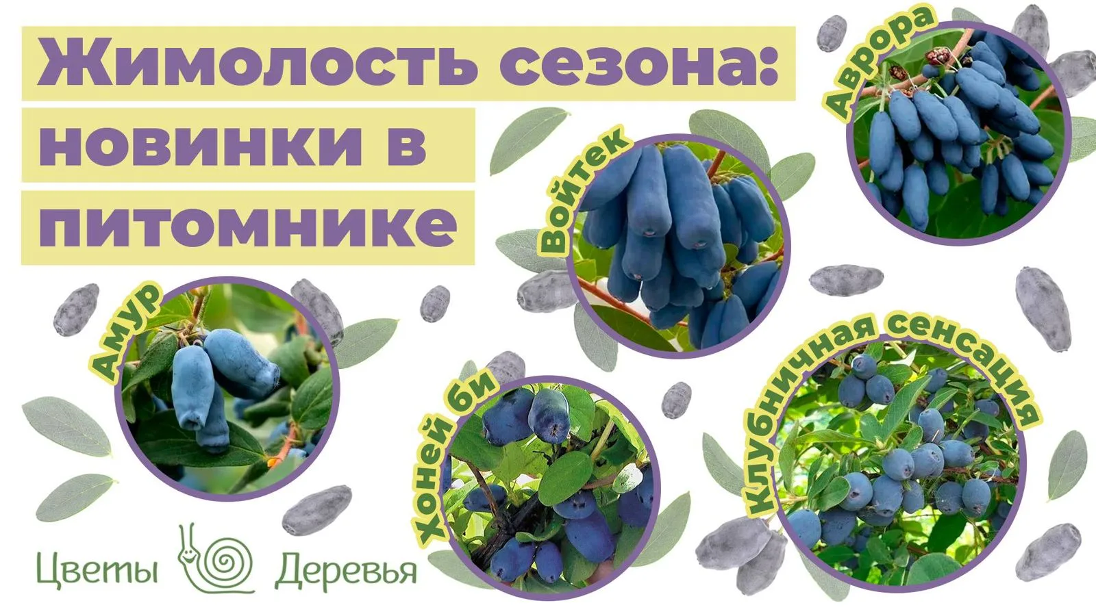 Новые сорта жимолости уже в питомнике!
