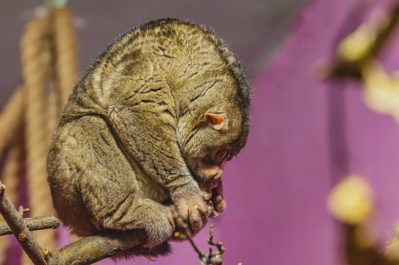🐒 Потто Иван из «Роева Ручья» отметил пятилетие