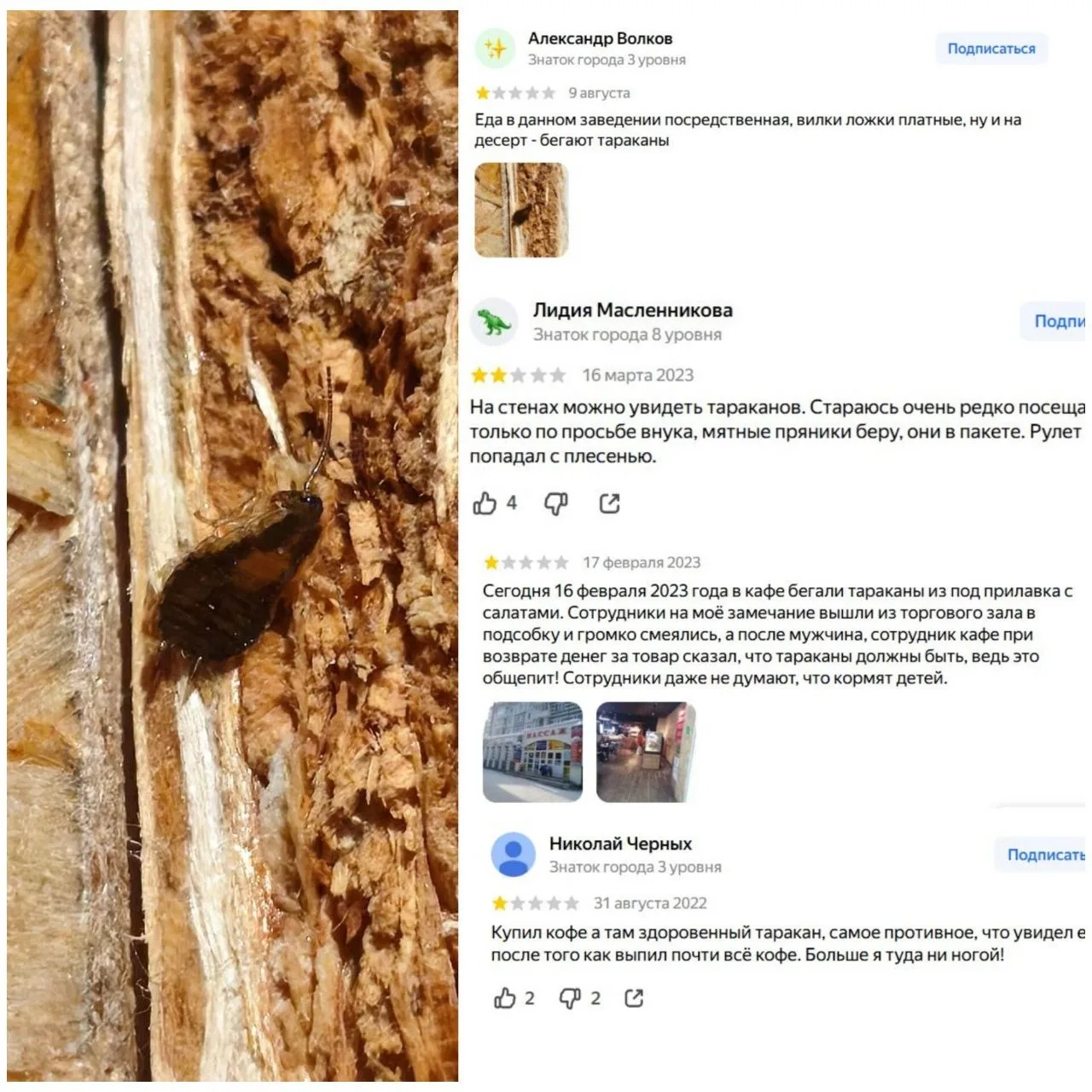 Таракана заметили в кулинарии на Ленина