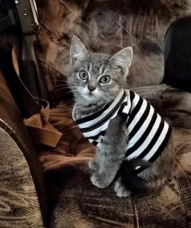 Немного пушистой терапии на фронте 🐾