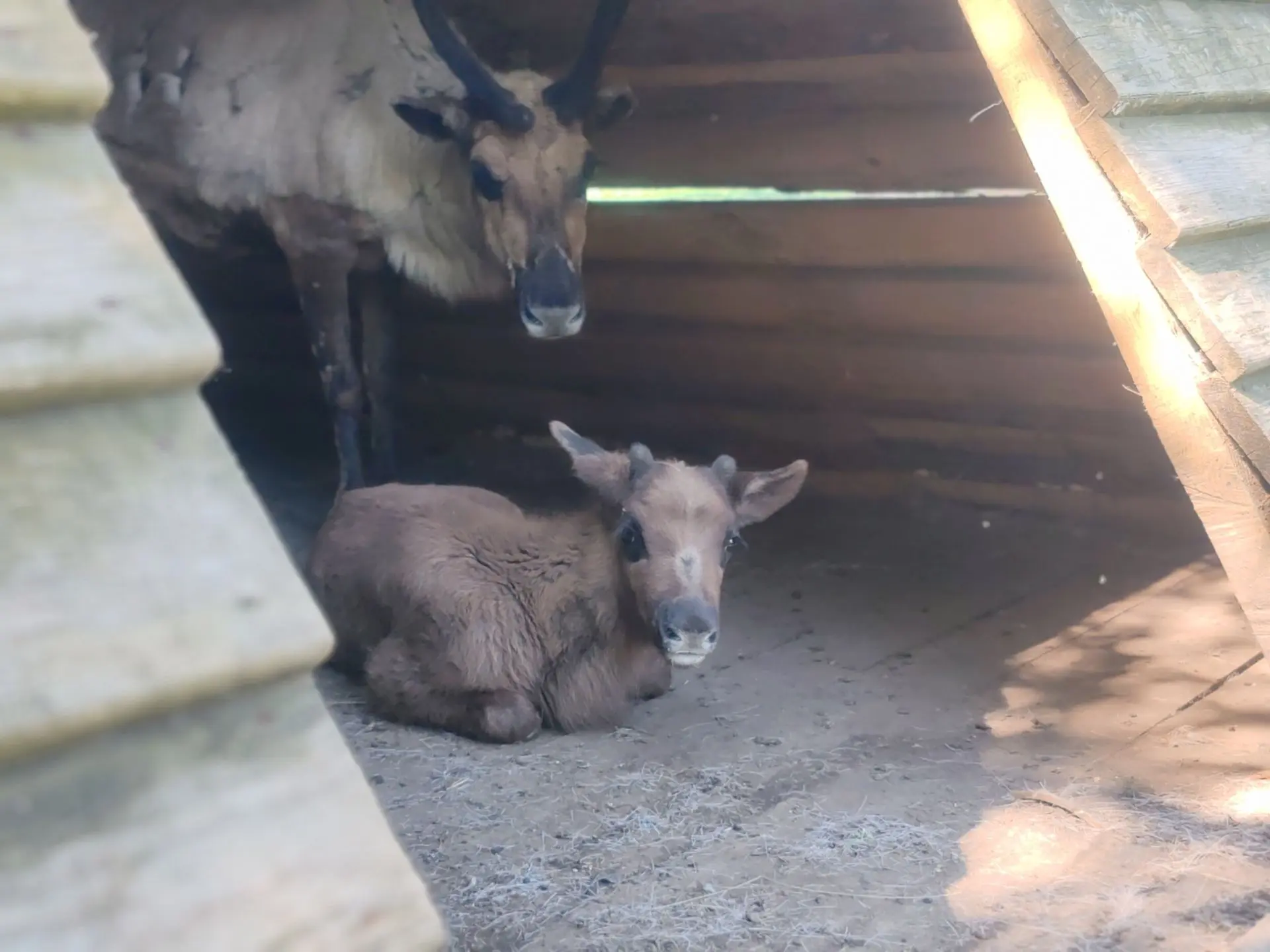 🦌Морошка, Аяна или Омка?
