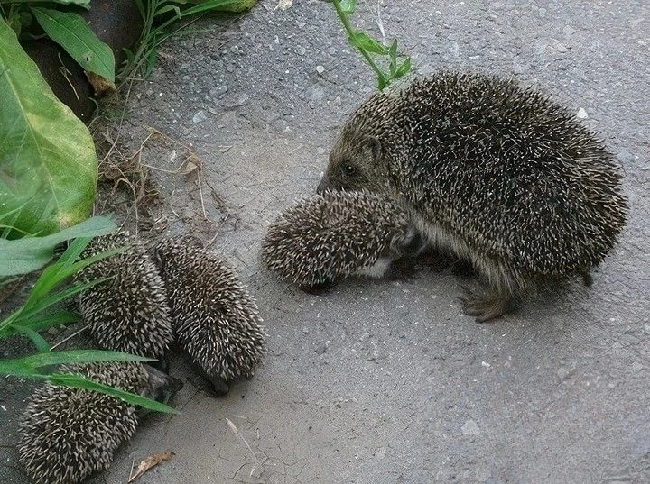Семейство ежей идёт по своим важным делам🦔 🦔🦔