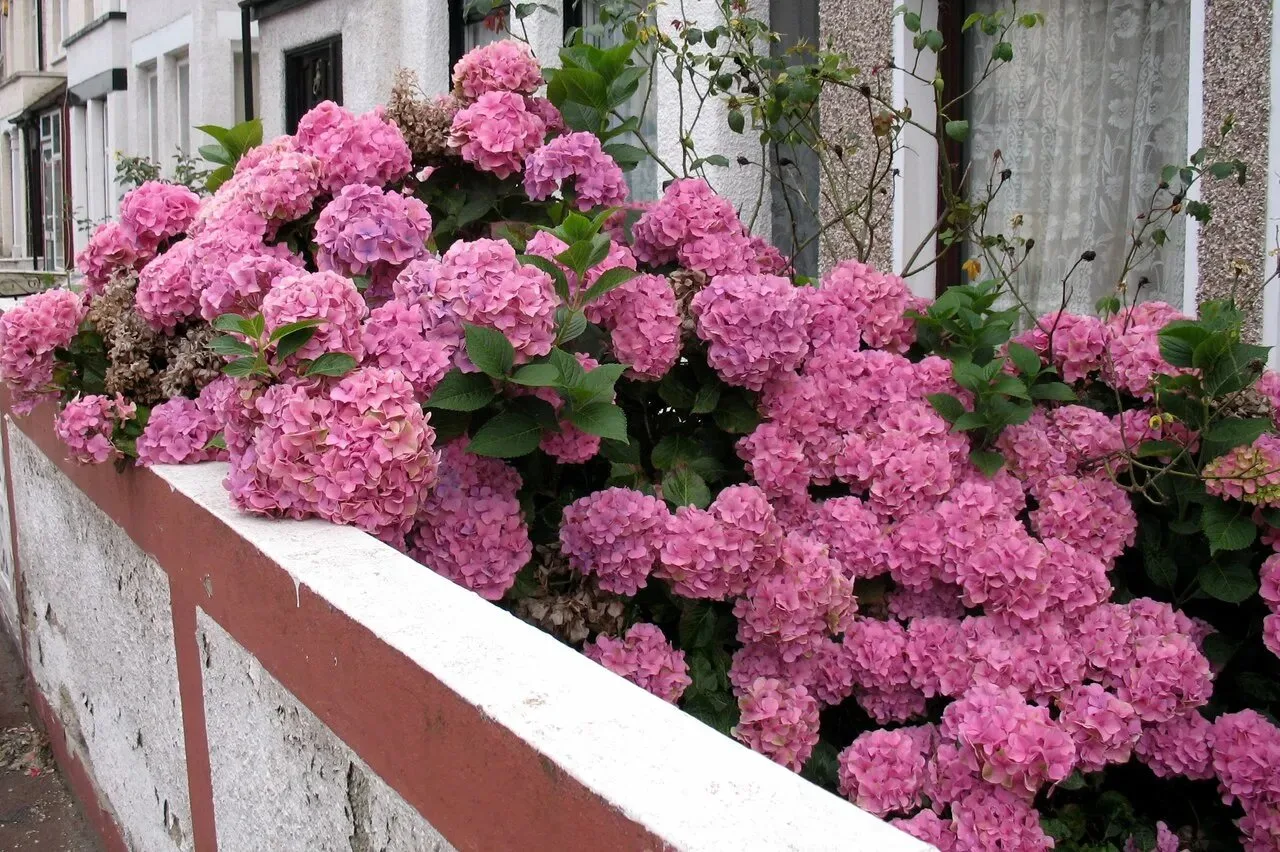 🌸 Соседи будут заглядывать через ваш забор!
