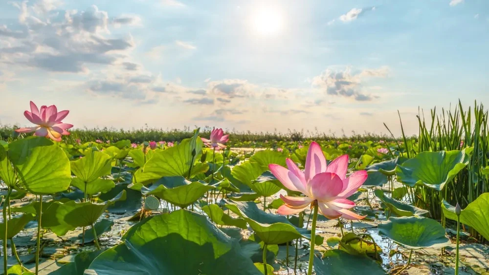 🌸 Цветение лотосов в дельте Волги продлится до конца августа