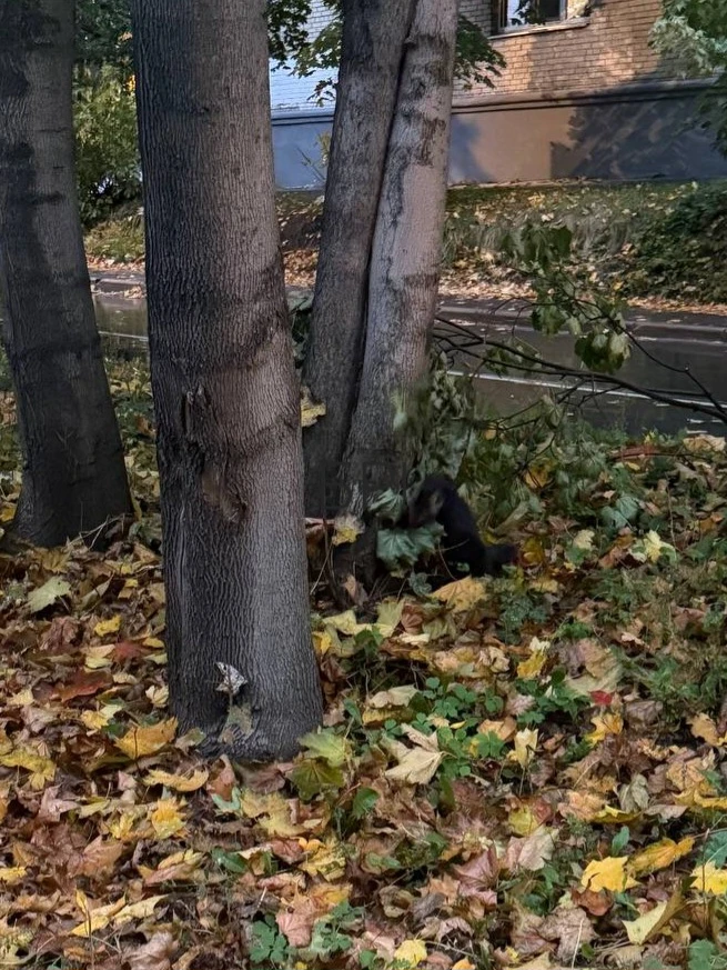 БЕГАЕТ ЗВЕРЁК