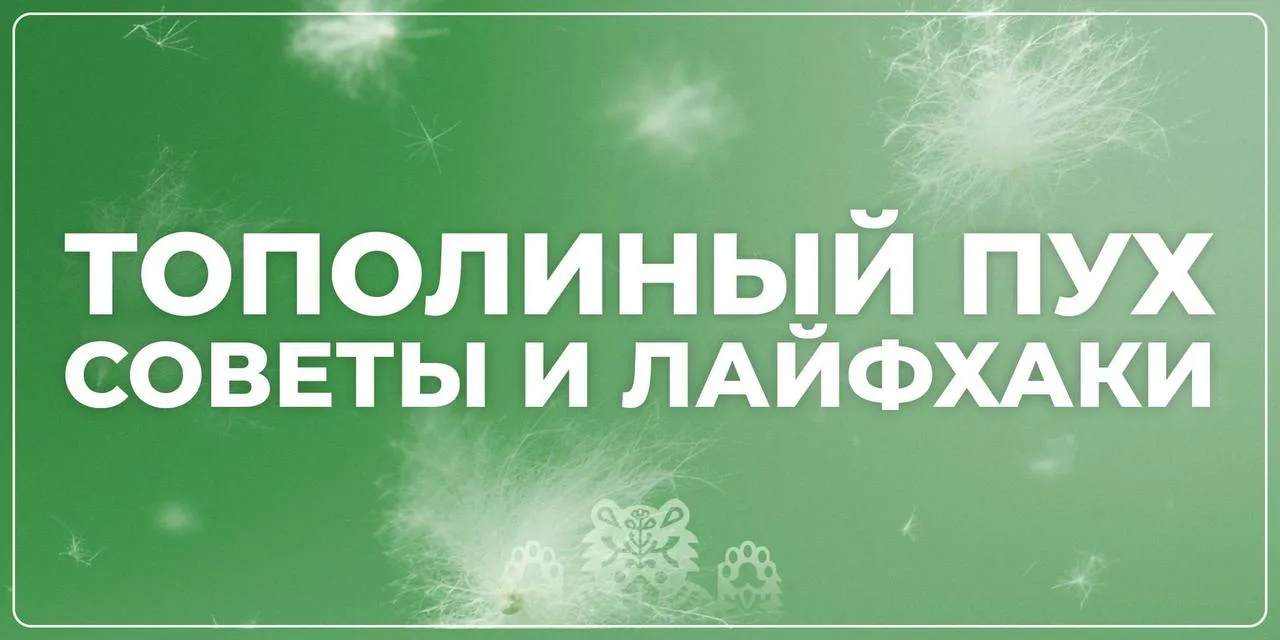 Изображение 1 к публикации «Новости Йошкар-Олы и Марий Эл»