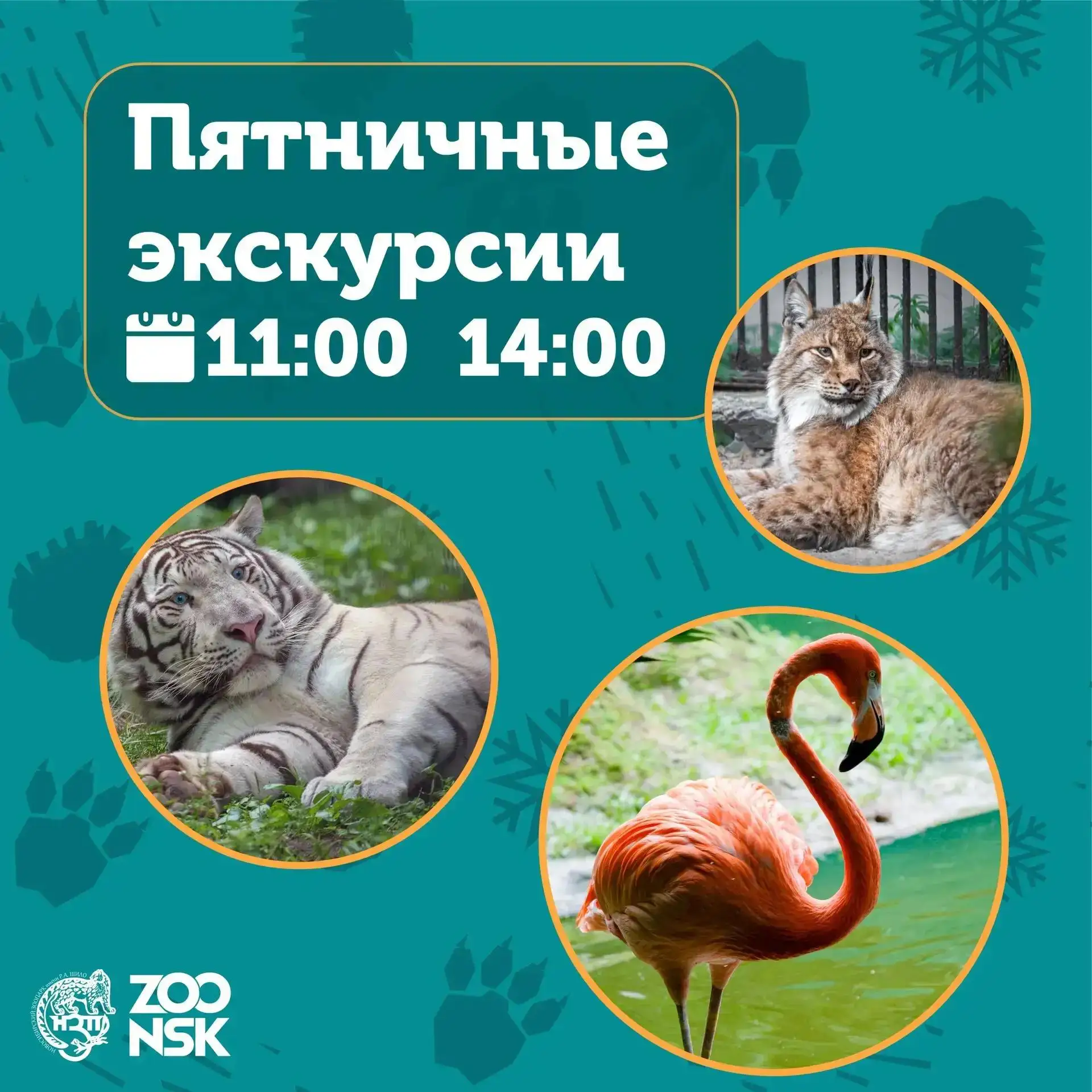 🕒 Каждую пятницу в Зоопарке проходят обзорные экскурсии — в 11:00 и 14:00.
