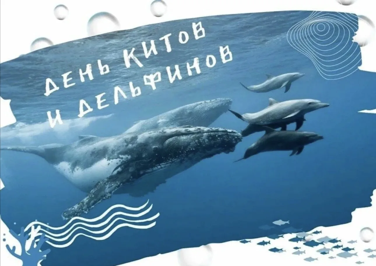 23 июля- Всемирный день китов и дельфинов 🐳 отмечают ежегодно. Этот праздник был учреж...