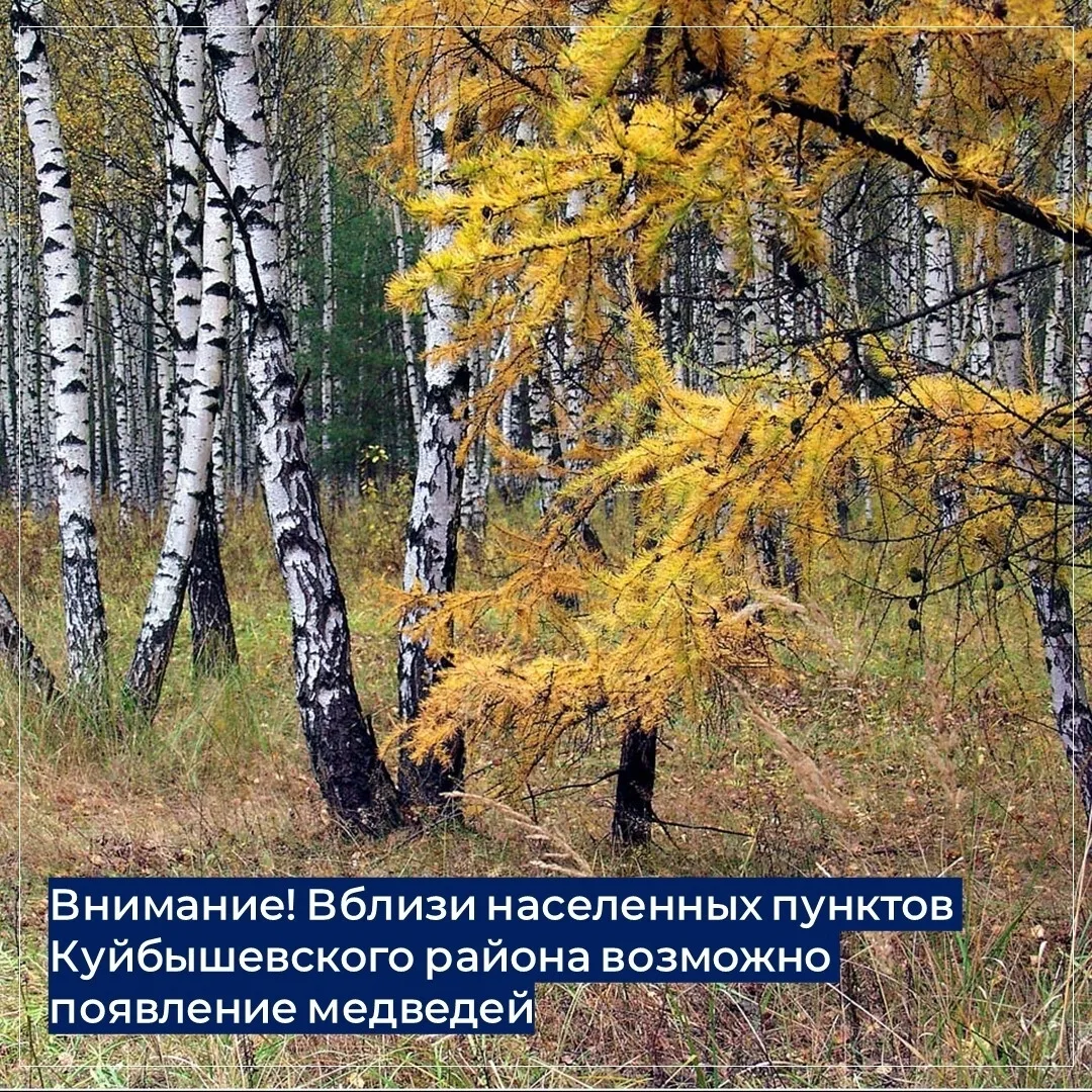 ❗Внимание! Вблизи населенных пунктов Куйбышевского района возможно появление медведей
