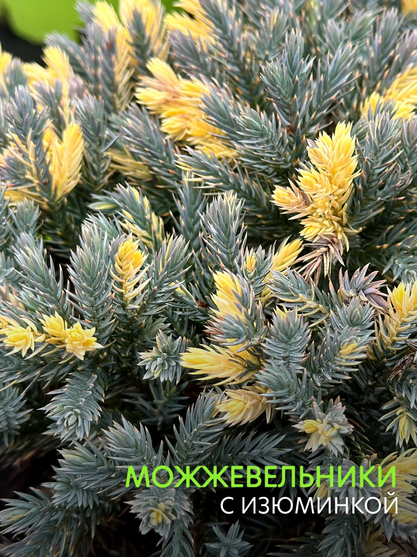 Можжевельники с изюминкой!  Интересные сорта, которые придают саду разнообразие   💚Вариегатные можже