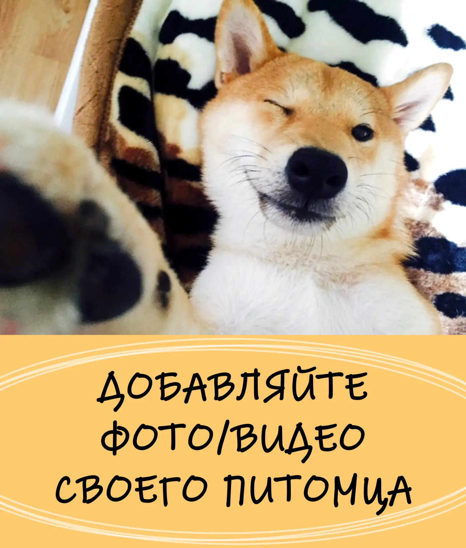 ⚡️ Добавляйте фото/видео своего питомца через бот-предложку. Модераторы проверят и опуб...