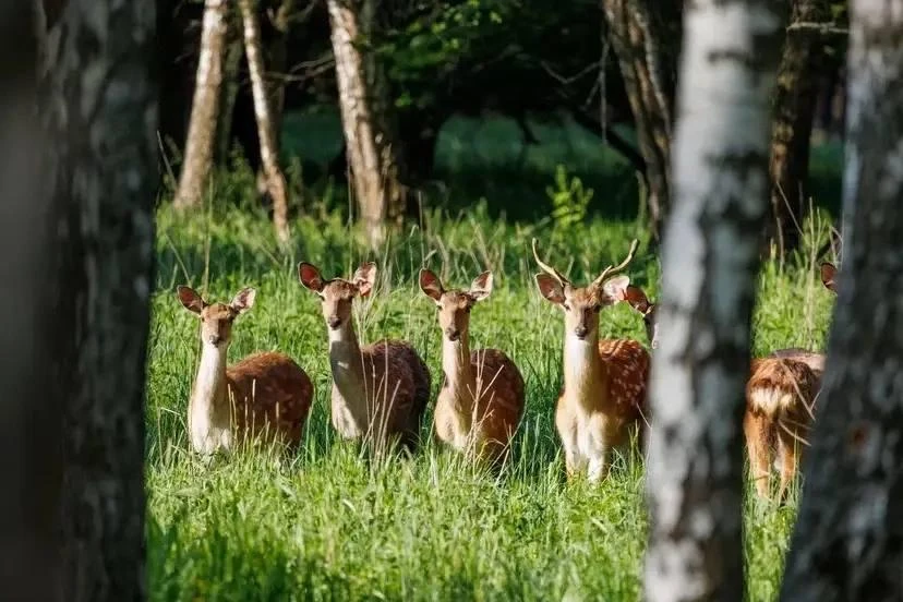 🦌 В Лосином острове начался гон у пятнистых оленей
