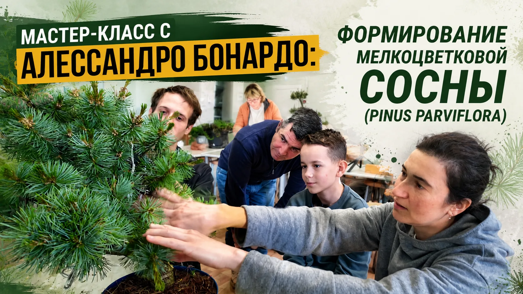 Мастер-класс с Алессандро Бонардо: Формирование мелкоцветковой сосны (Pinus Parviflora)
В этом видео
