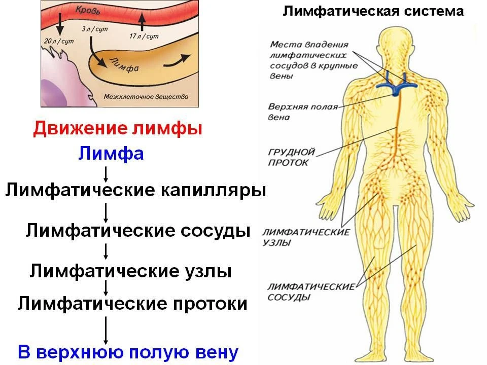 Чтобы любая лимфодренажная практика действовала, мы должны соблюдать анатомическую схем...
