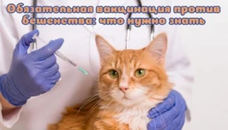 Бешенство — смертельно опасное зоонозное заболевание, которое передается от животных к ...