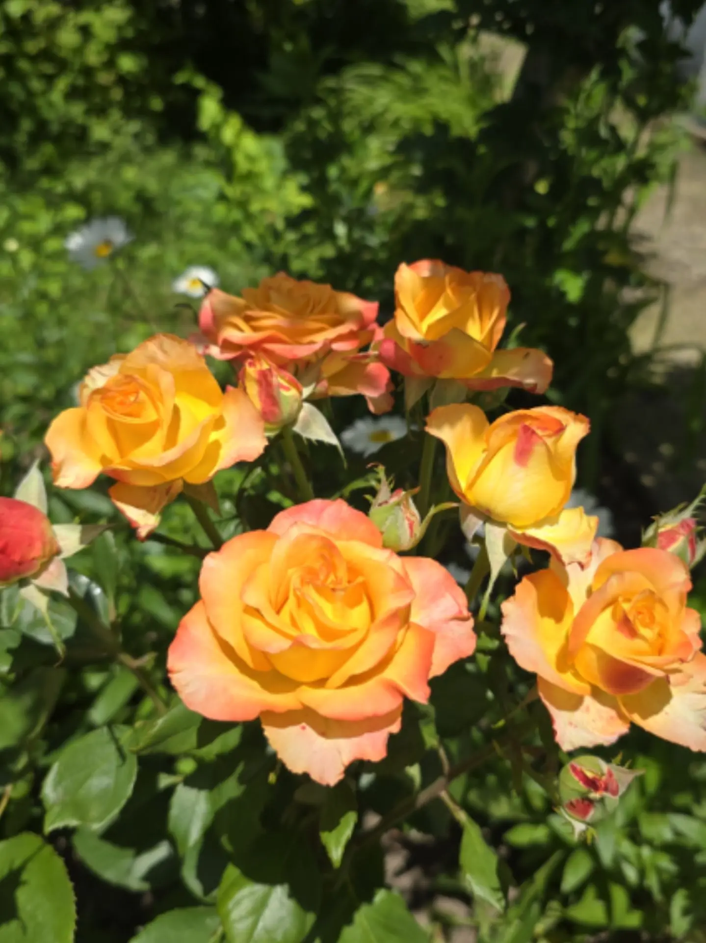 Доброе утро друзья 🌞
Сегодня суббота - 20 июня🌹