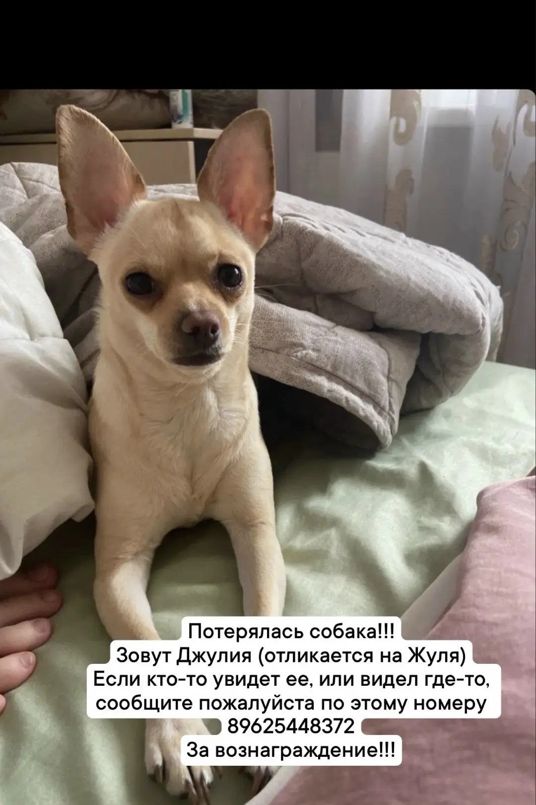Потерялась в районе жд мост, железная дорога, пожалуйста если кто увидит, сообщите пожа...