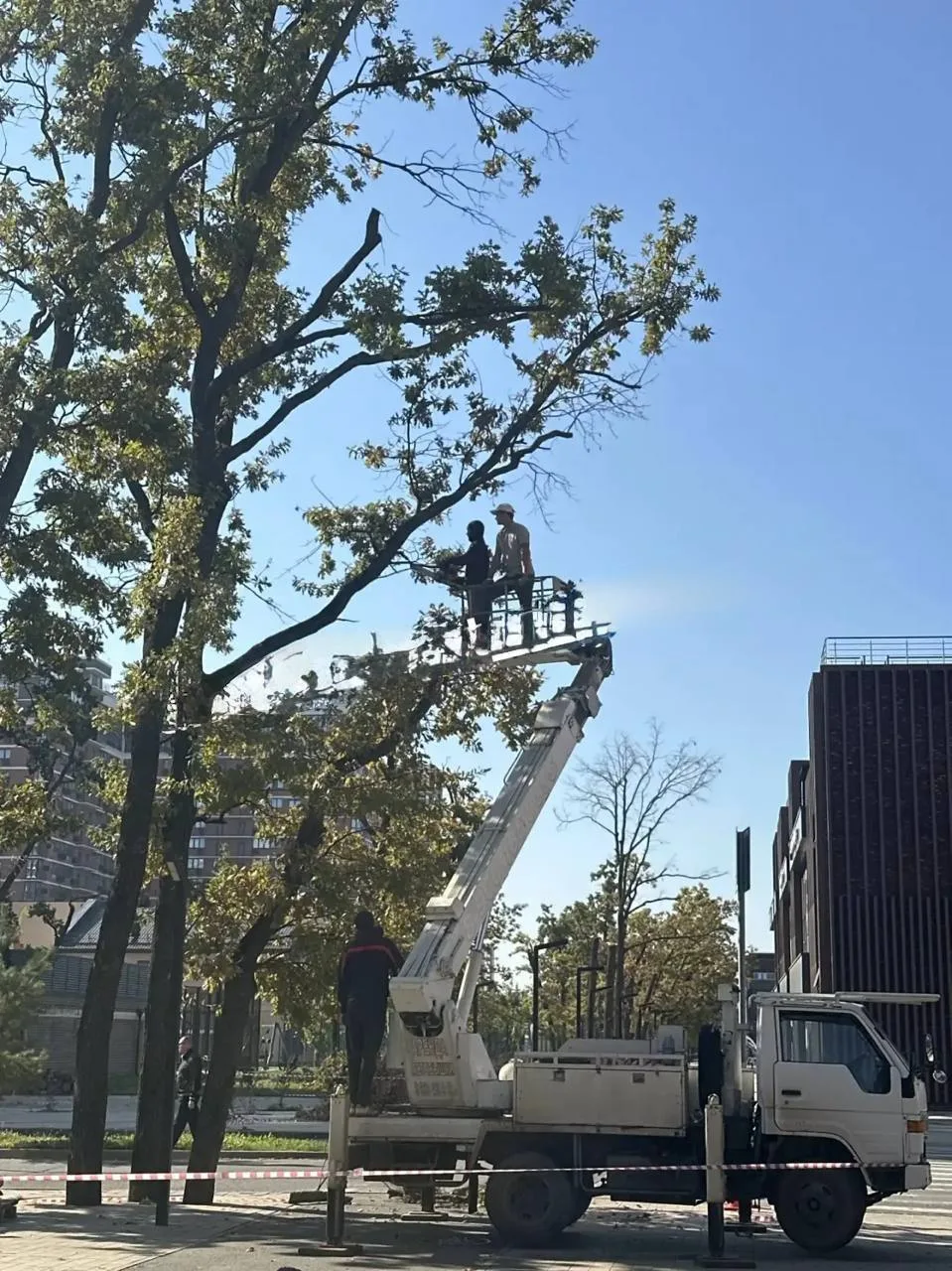 На дубовой аллее ведутся работы по обрезке деревьев 🌳