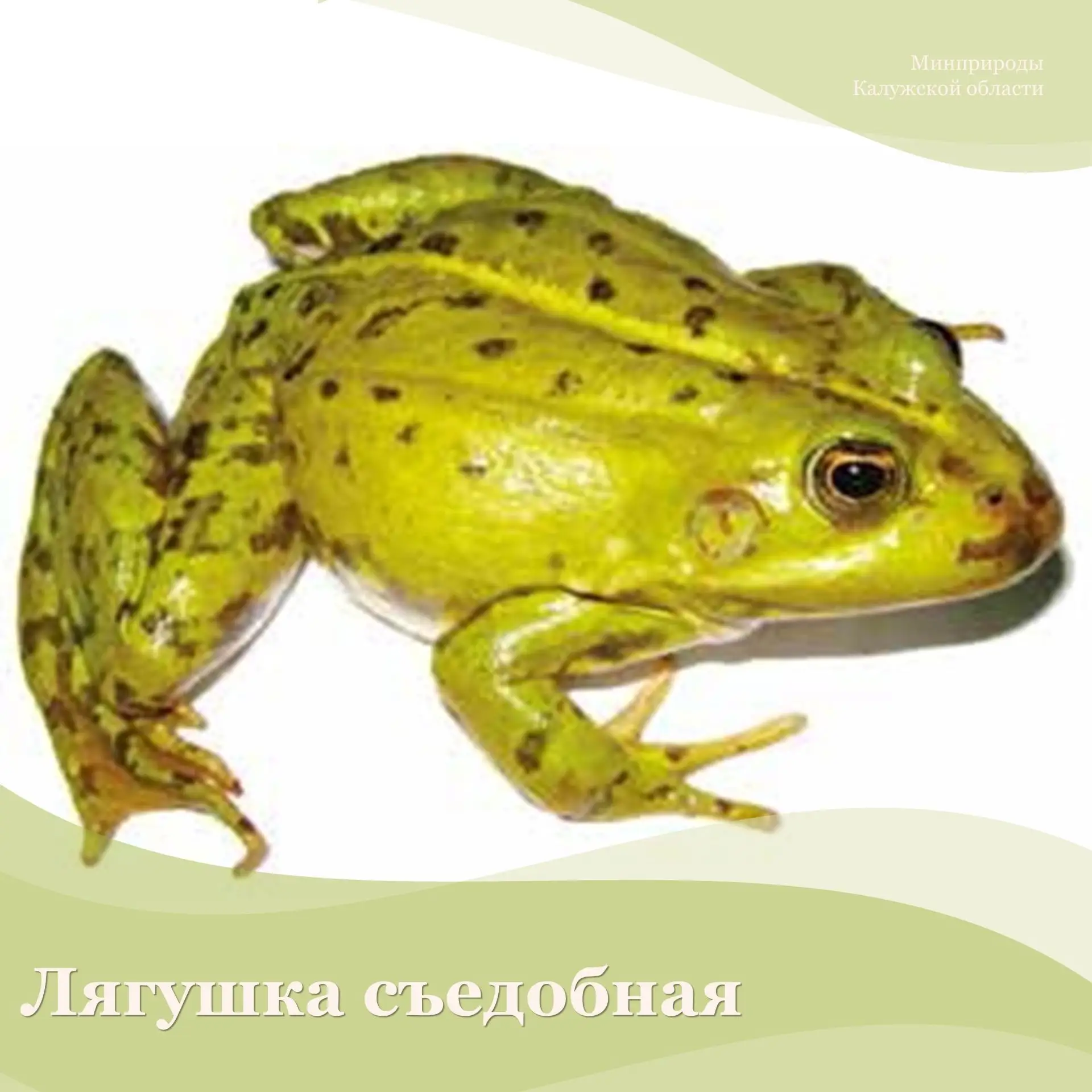 Не войдут в новое издание Красной книги Калужской области 19 видов позвоночных и беспозвоночных живо