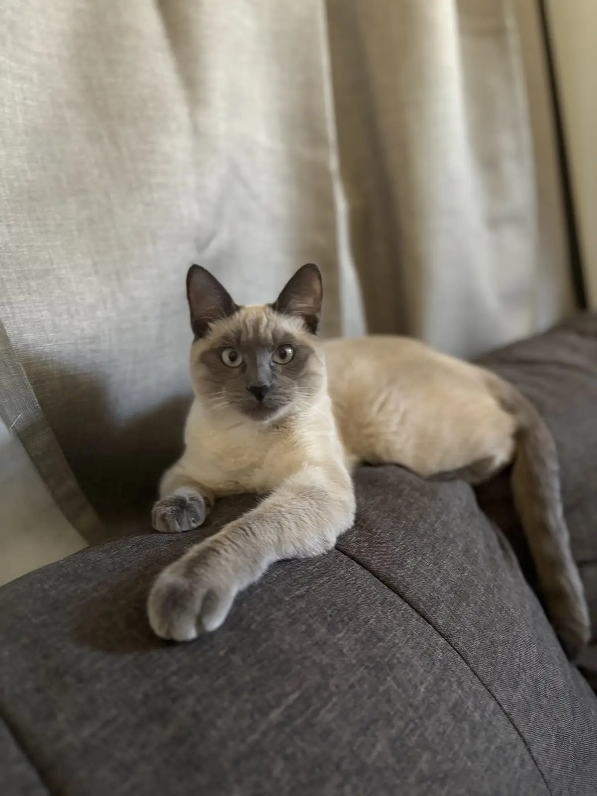 #КотикПодписчика 🥰